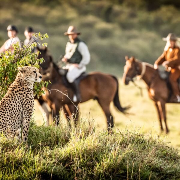 Kenia - Safari África
