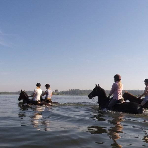 Gorilas & Caballos – Uganda